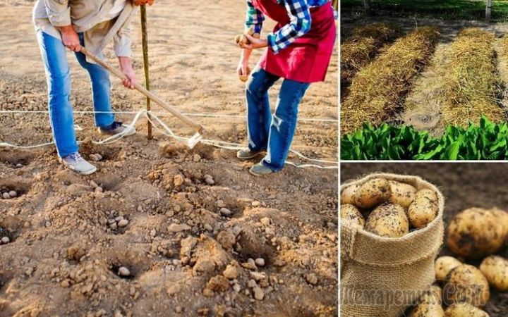 Посадка картофеля под зиму – отличный способ получить ранний урожай