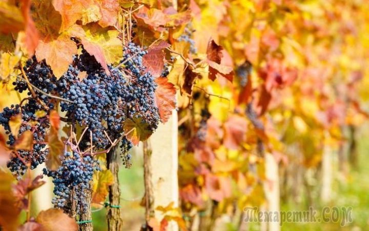 Как подготовить виноград к зиме – все работы в календарном порядке