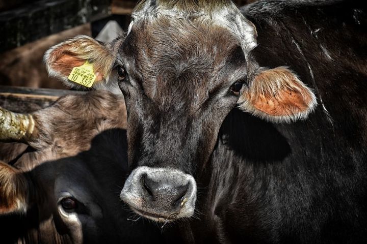 В районе снизилось общее поголовье крупного рогатого скота