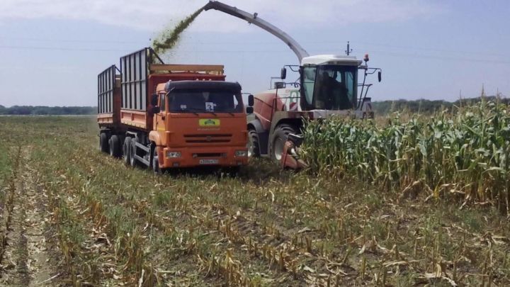 В Верхнеуслонском районе убирают кукурузу и приступили к уборке рапса