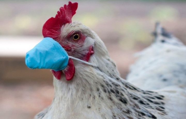 Ветеринары напоминают: птичий грипп не дремлет