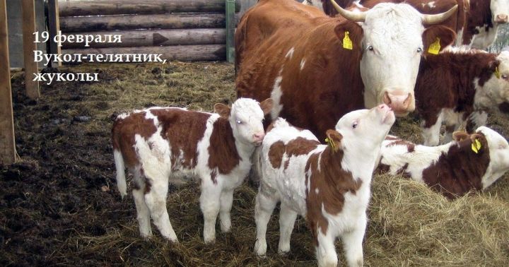 Народные приметы верхнеуслонцам на 19 февраля – Вукол-телятник, жуколы