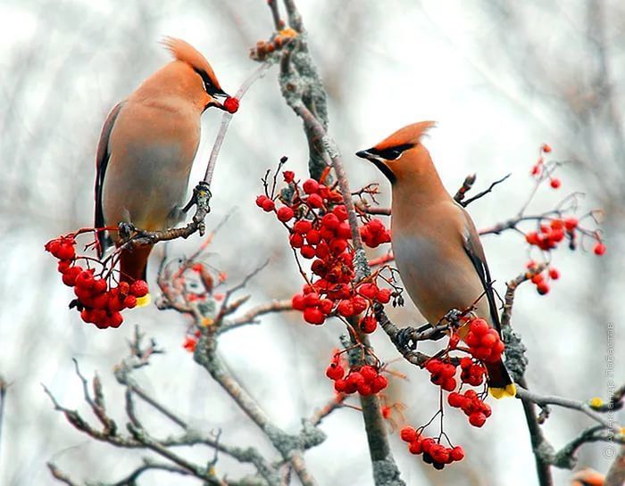 Народные приметы верхнеуслонцам на 25 февраля – Мелетей и Алексей, Алексей Рыбный