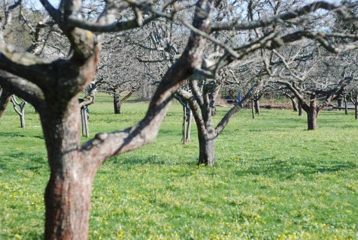 Что рекомендуется делать верхнеуслонцам с деревьями и кустами в саду в апреле