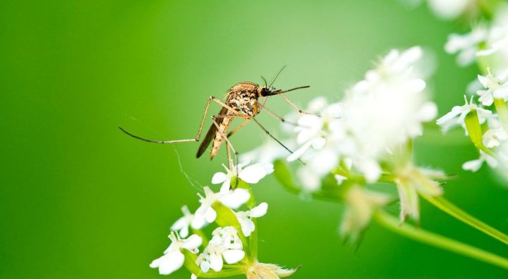 Народные приметы верхнеуслонцам на 26 мая – Лукерья-комарница