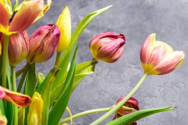 Что делать с тюльпанами когда они отцветут