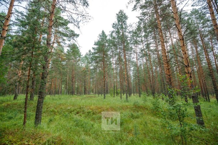 В Верхнеуслонском районе с начала сезона в лесу потерялись два человека