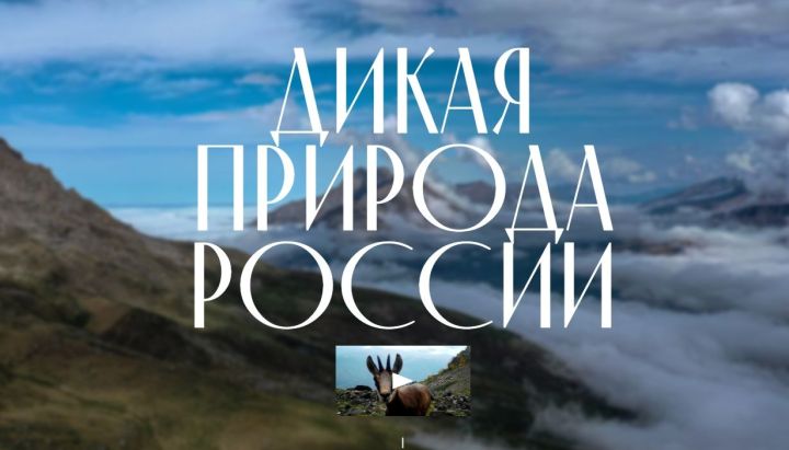 Путин объявил о запуске нового сайта о заповедниках России
