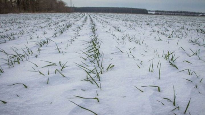 В Татарстане обследовали посевы озимых зерновых культур