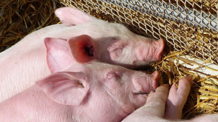 Россельхознадзор Татарстана напомнил об опасности африканской чумы свиней