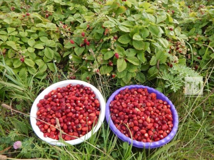 Чем подкормить садовую викторию, чтобы собирать богатый урожай ягод