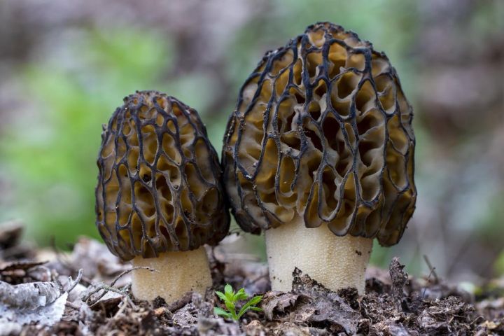 Любители тихой охоты потянулись в лес: настало время первых весенних грибов