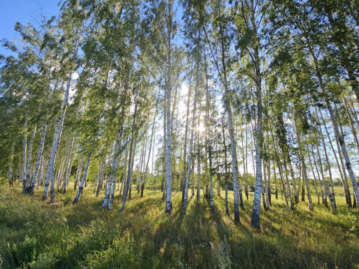 Какой будет погода в Верхнеуслонском районе 30 сентября 2024 года