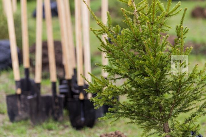 В Татарстане выявлено 116,5 га земель для лесовосстановления