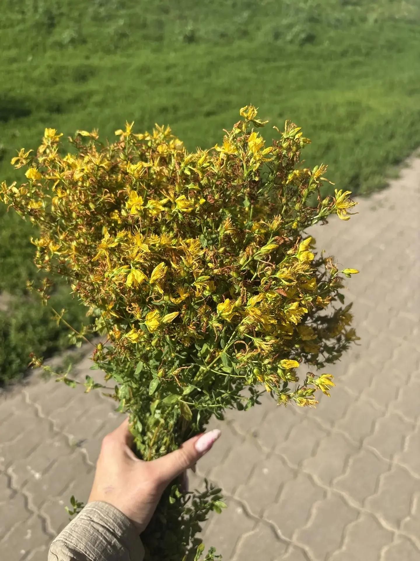 Татар Борнашында балалар кышка файдалы үләннәр әзерлиләр