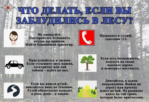 Заблудился в лесу? Что делать?