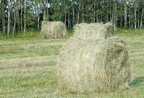 20 июля 2025 года: народные традиции и приметы