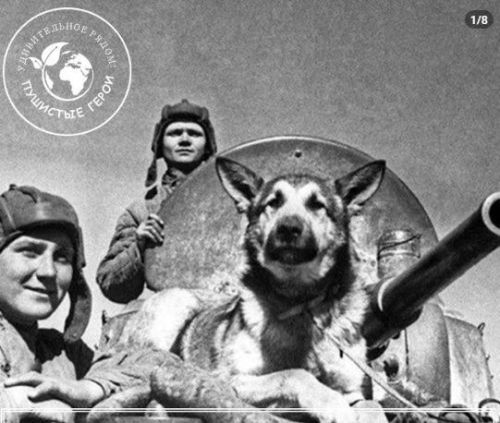 Пушистые герои войны: как собаки и кошки приближали Победу