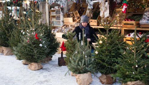 В Татарстане к Новому году вырастили 2 тысячи елей для продажи