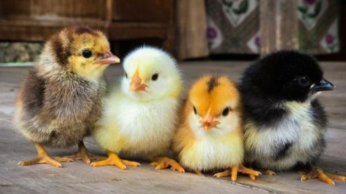 Татарстанские ЛПХ могут получить компенсацию за покупку молодняка птицы