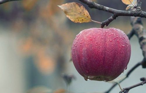 29 сентября 2025: Евфимия-прехвальба и Всемирный день сердца