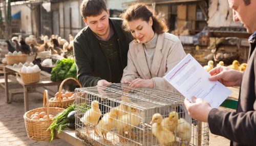 Главный ветврач Верхнеуслонского района: как выбрать здоровую птицу на рынке