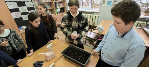 Ученики Печищинской школы посадили огород на окне