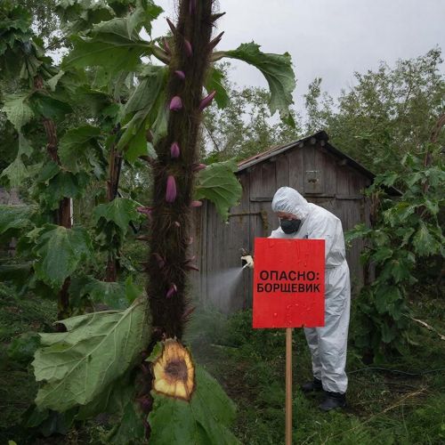 Борщевик вне закона: с 2026 года уничтожать опасный сорняк обязаны все