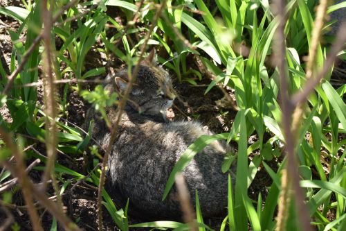 Хвостатые жители Верхнего Услона: как коты стали изюминкой Западного микрорайона