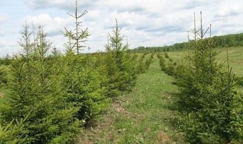 В Татарстане с начала года собрали почти тонну семян сосны и ели