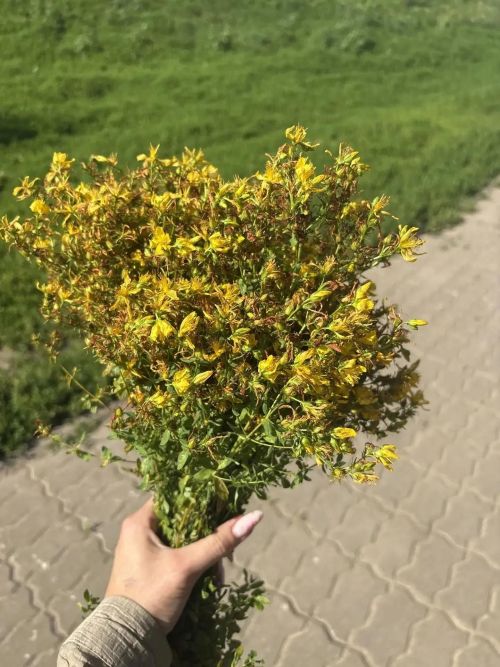 Татар Борнашында балалар кышка файдалы үләннәр әзерлиләр