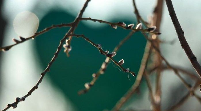 Советы специалиста: работы в саду в марте