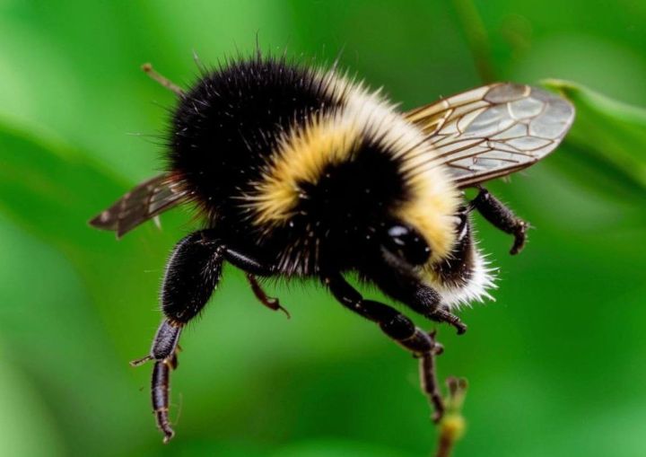 Как избавиться от шмелей в доме и на участке: эффективные методы борьбы