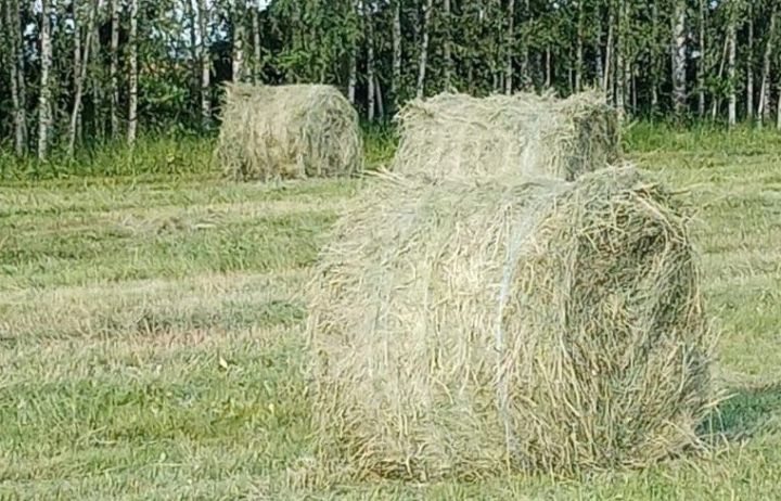 Какой будет погода в Верхнеуслонском районе 18 июня 2025 года