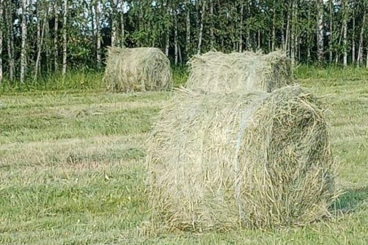 20 июля 2025 года: народные традиции и приметы