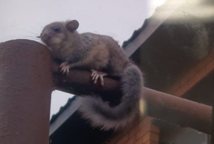 Белка-летяга в Верхнем Услоне: редкий гость из Красной книги