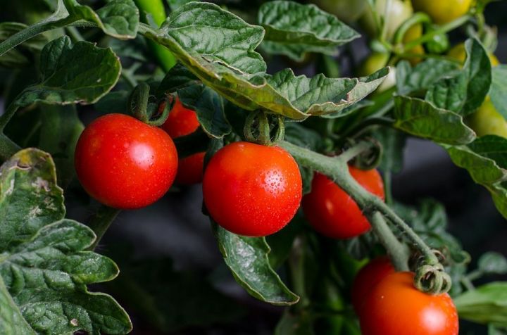 Когда верхнеуслонцам сажать рассаду помидоров в открытый грунт в 2018 году по Лунному календарю