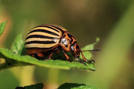 Как избавиться от колорадского жука и его личинок