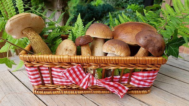 Как верхнеуслонцам избежать отравления грибами?
