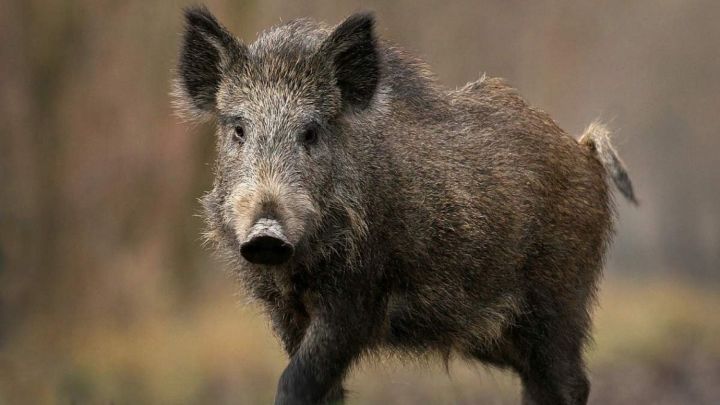 Госкомитет РТ по биоресурсам рекомендует охотникам соблюдать меры профилактики во избежание распространения африканской чумы свиней