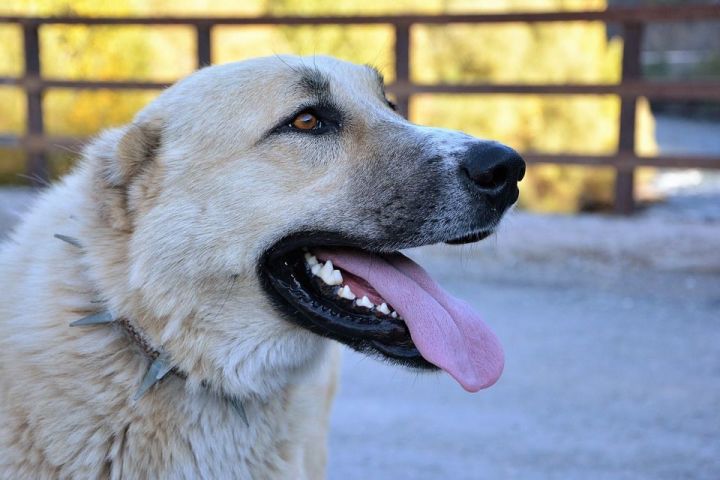В Верхнеуслонском районе отловили более 40 безпризорных собак
