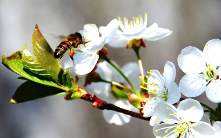 Народные приметы на 30 апреля – Зосима пчельник