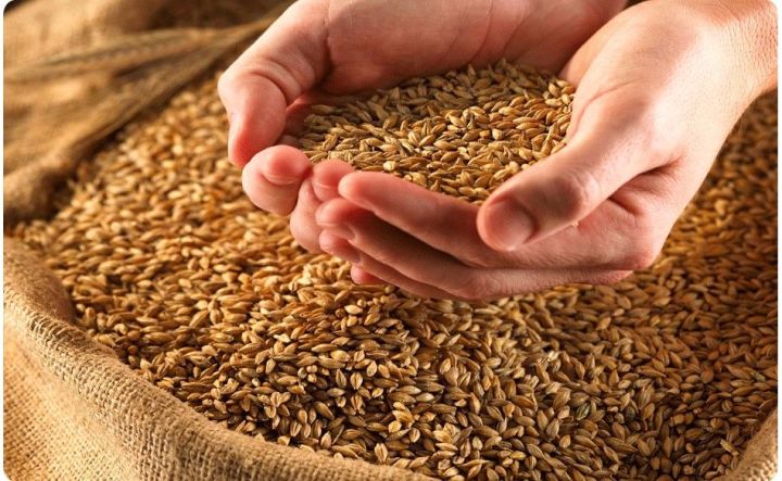 Управление Россельхознадзора Татарстана проконтролировало больше 50 000 тонн экспортируемого зерна и продуктов его переработки