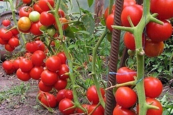 Бальзам для отличного роста помидор