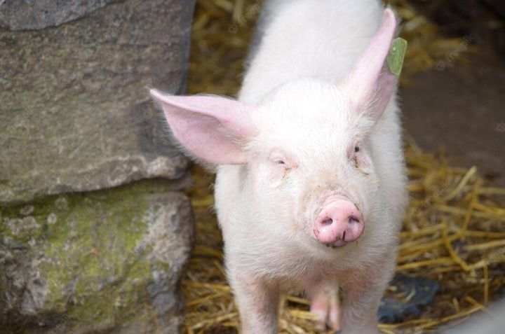 В пяти районах Татарстана снят карантин по африканской чуме свиней