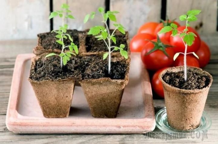 Огородники Верхнеуслонского района советуют, чем подкормить рассаду томатов