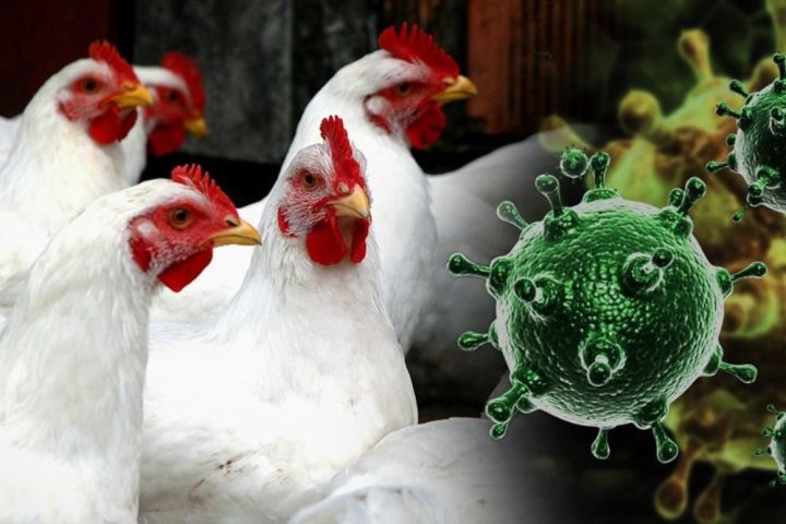 Специалисты предупреждают: вирус птичьего гриппа может передаться от птицы к человеку
