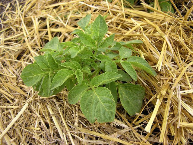Картофель в соломе – оптимальный вариант для ленивых огородников