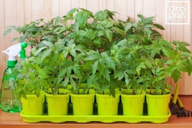 Как вырастить рассаду томатов без пикировки