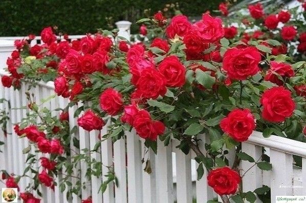 Плетистая роза: как правильно ухаживать за этой красотой
